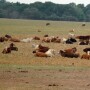 cattle drought 3