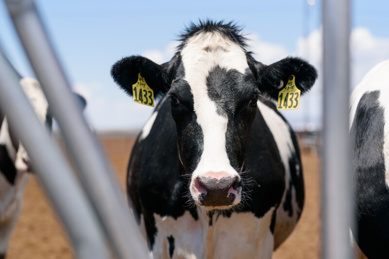 Stock photo of a dairy cow in an open lot. 
