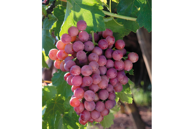 Chile flame seedless