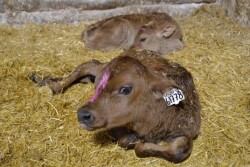Starting calves off on the right hoof can set the stage for a lifetime of health and productivity. 