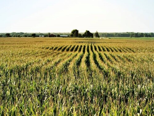 iStock Corn Field Cropped