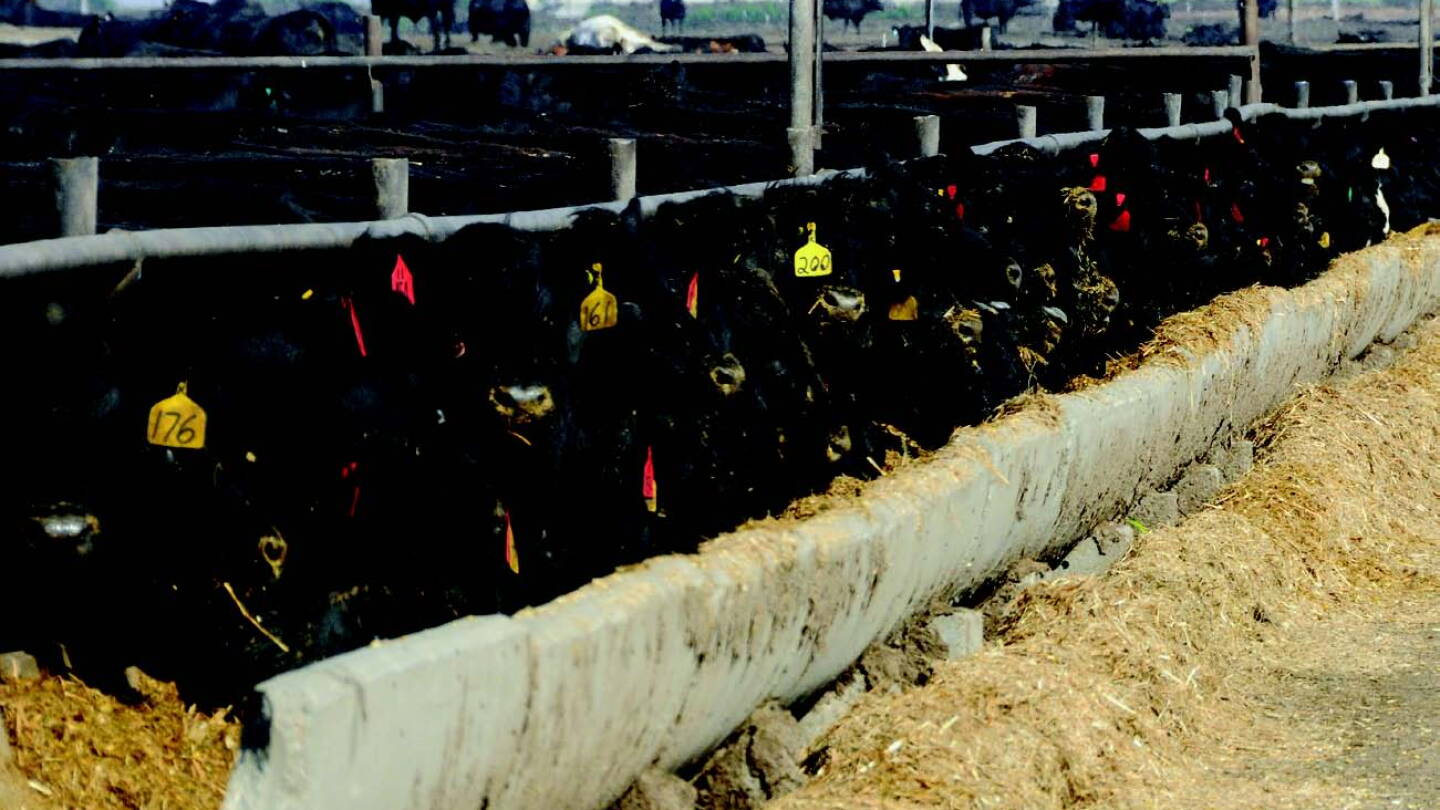 Cattle on Feed: Placements exceed analyst estimates - Pro Farmer
