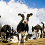 cows_blue_sky