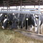 Dairy Cows