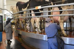 milking cow