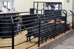 Cattle auction