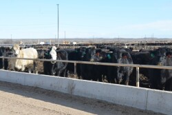 BT_Feedlot_Cattle
