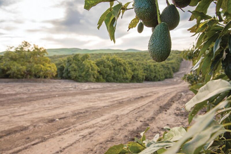 Mission Produce works with thousands of growers to supply avocados to customers around the world.