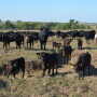 BT_Cows_Calves