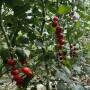 Nature Fresh Farms Hiiro tomatoes