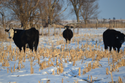 Snow_Cows_Grazing_Corn_Stalks