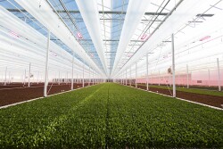 An indoor lettuce greenhouse. Photo: courtesy Revol Greens