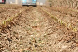 Weather delayed corn planting which will affect corn silage quality.