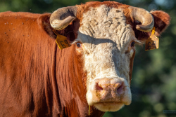 Only 7.8% of U.S. beef cattle are horned today.