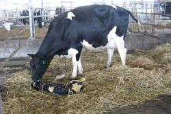 Just-fresh cows often need supplementation to avoid falling victim to calcium deficiencies. 