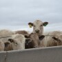 BT_Feedlot_Steers