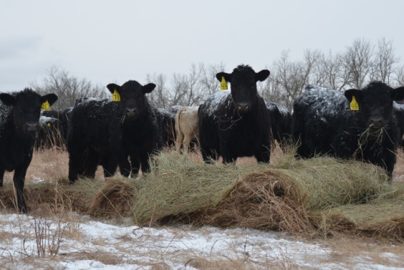 After challenging winter weather conditions, cattle producers could be facing a difficult spring in Kansas. 