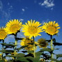 sunflowers