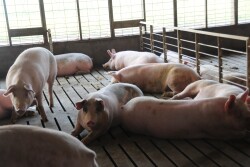Large-scale animal production is being targeted by some investor groups.