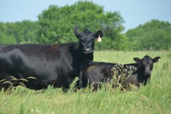 BT_Angus_Cow_Calf