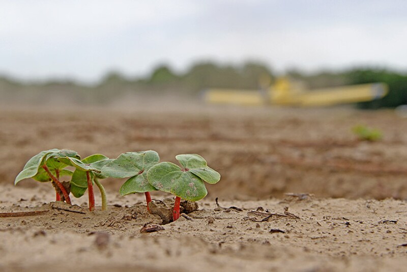 Texas cotton growers are already looking for solutions, knowing without rain in the next month, a cotton crop isn’t likely to take root in the extreme drought conditions. And traders seem to be already taking note of that fact.