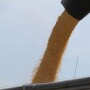 unloading grain