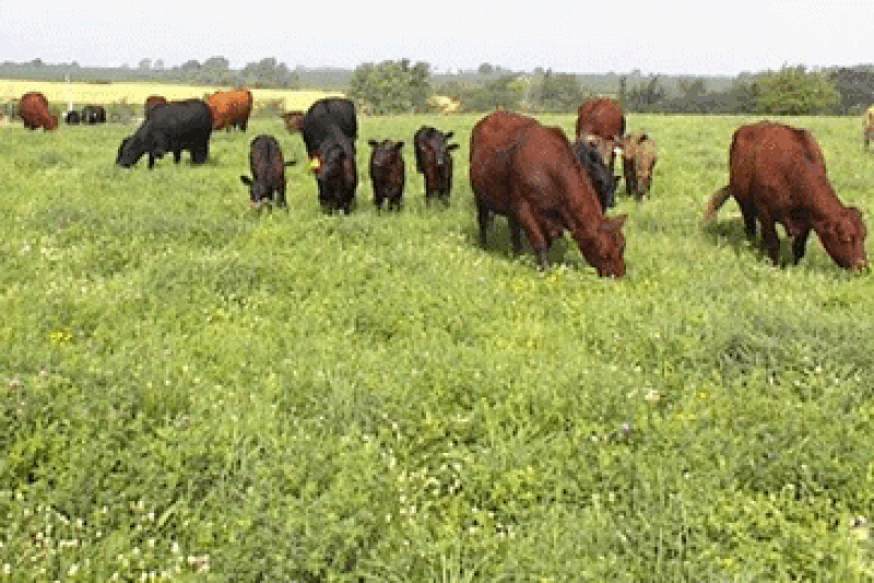 cows_grazing