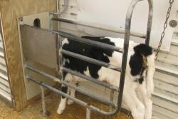 Building a new autofeeder barn, or retrofitting an existing structure for autofeeders and/or group housing, is a tremendous investment. Calf raisers “in the trenches” offer their advice on how to do it right, and what they wish they had done differently.