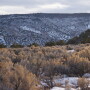 Sagebrush