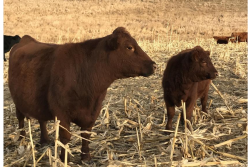 cows and calves