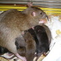 rats, not chicken