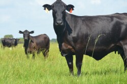 BT_Brangus_Cow_Calf