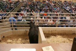 BT_Missouri_Bull_Sale_Auction_Ring