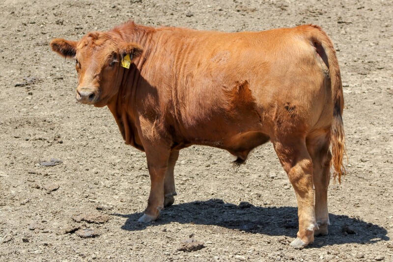 Feedlot Steer PC: Troy Walz