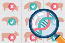 Genetic Selection