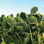 A new report by EPA shows despite increased restrictions on dicamba, more than 3,500 issues were reported this year with dicamba drifting onto other crops. Three grower groups say the data could have significant gaps. 