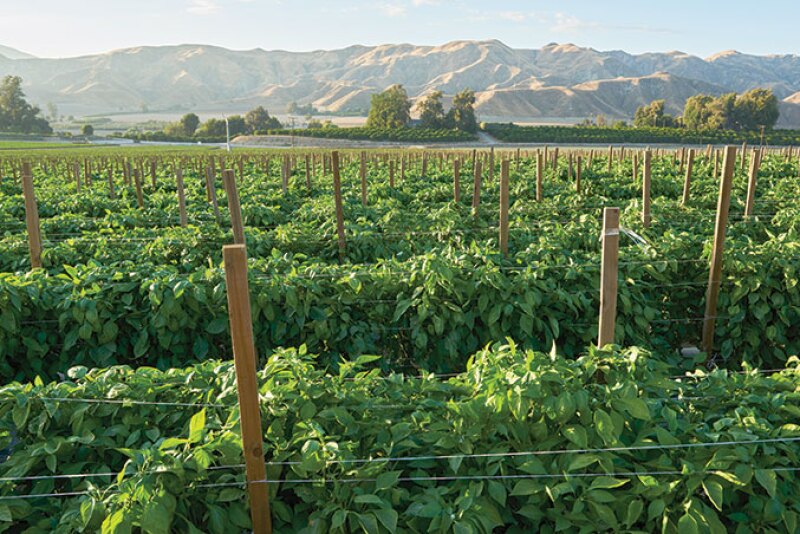 Prime Time International was expected to start harvesting red and yellow bell peppers in the Oxnard area, shown here last year, in July, says Katy Johnson, marketing assistant.