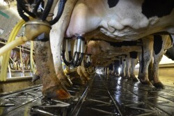 DT_Dairy_Milkers_Parlor