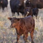 Calf implants pay off with heavier weaning weights.