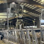 Dairy Cows Holsteins Fans