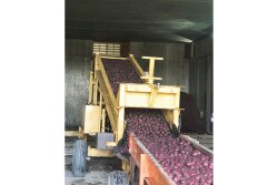 Nokota Packers Inc. started harvesting red potatoes the week of Sept. 14, says Mike Rerick, vice president of sales. “Everything is going smooth at this point,” he said the third week of September. He expects the harvest to continue into mid-October