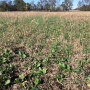 BT_Cover_Crops
