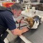 Sol and CBP handler