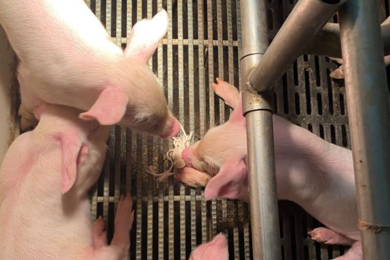 Rope Knot and Pigs