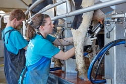 DeLaval milking procedures.png