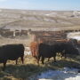 Winter feeding