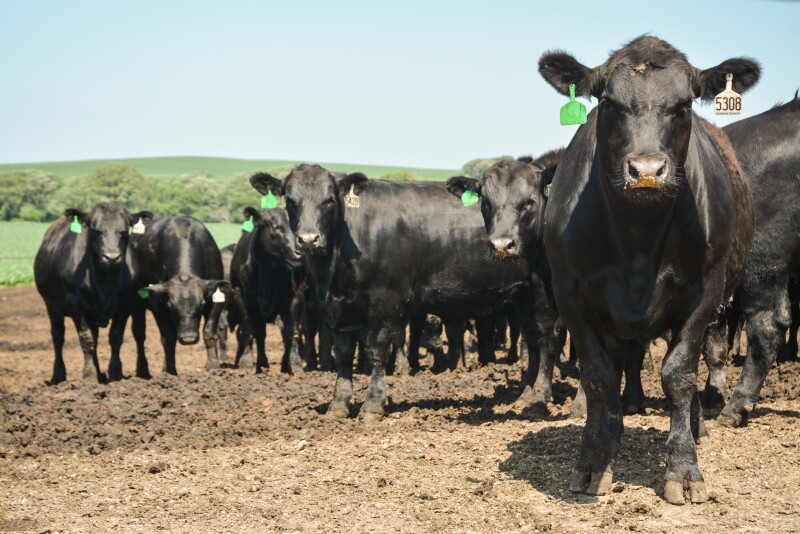 Beef quality has improved dramatically 