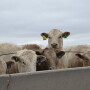 Charolais Feedlot Steers