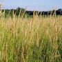 Reedcanarygrass1