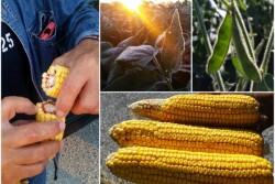 Crop_Tour_Indiana_Collage